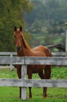 Paddock individual o colectivo