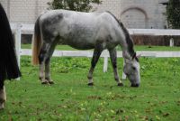 Paddock individual o colectivo